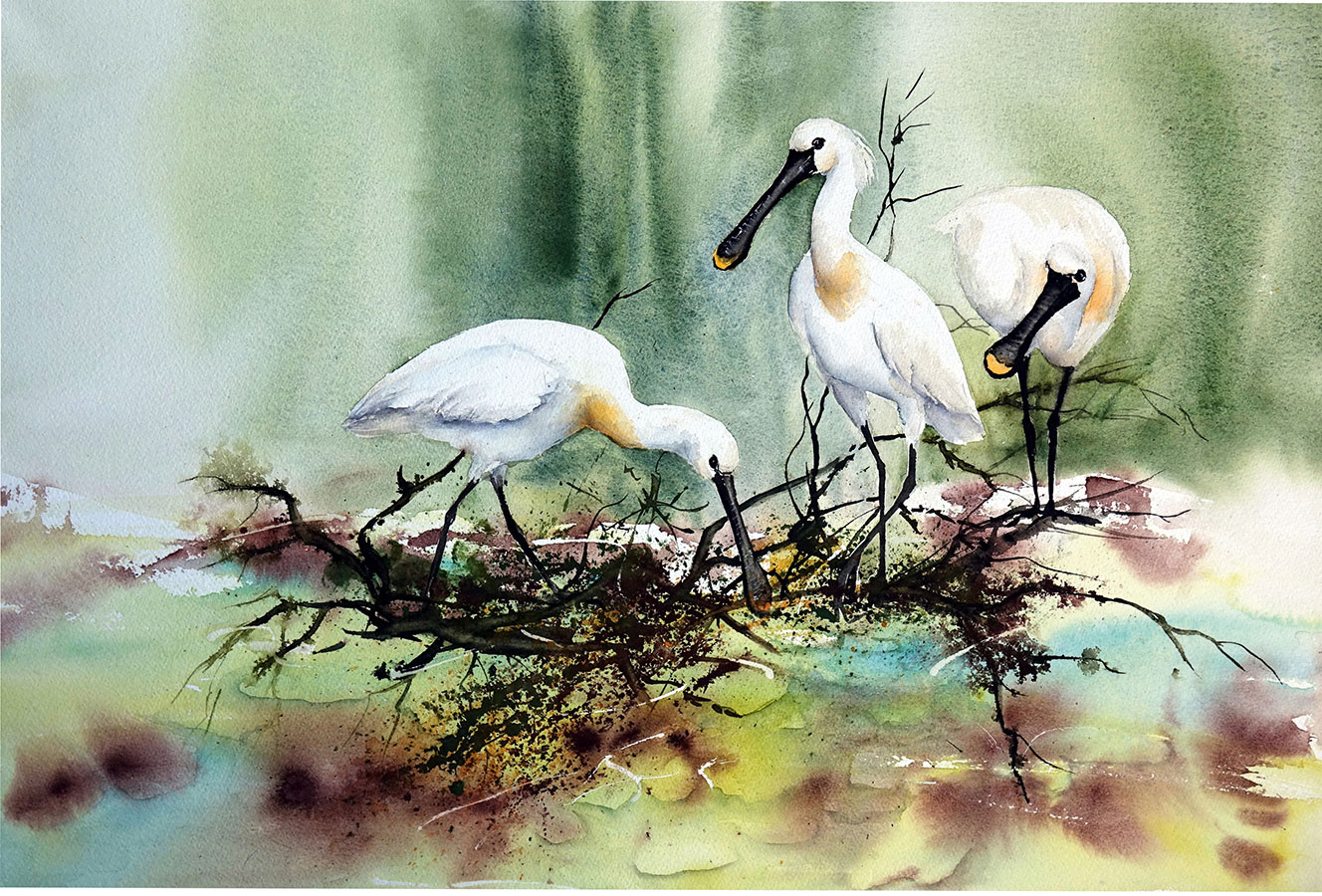 BUISSON 01-Spatules-au-Marquenterre-01-HD