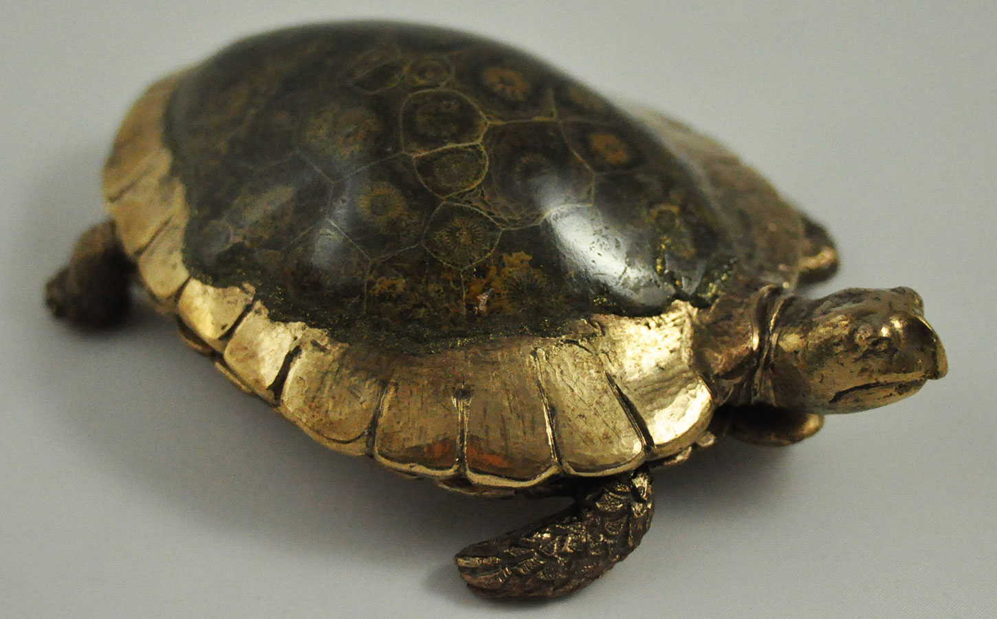 MIKULSKI 01-tortue-01-HD