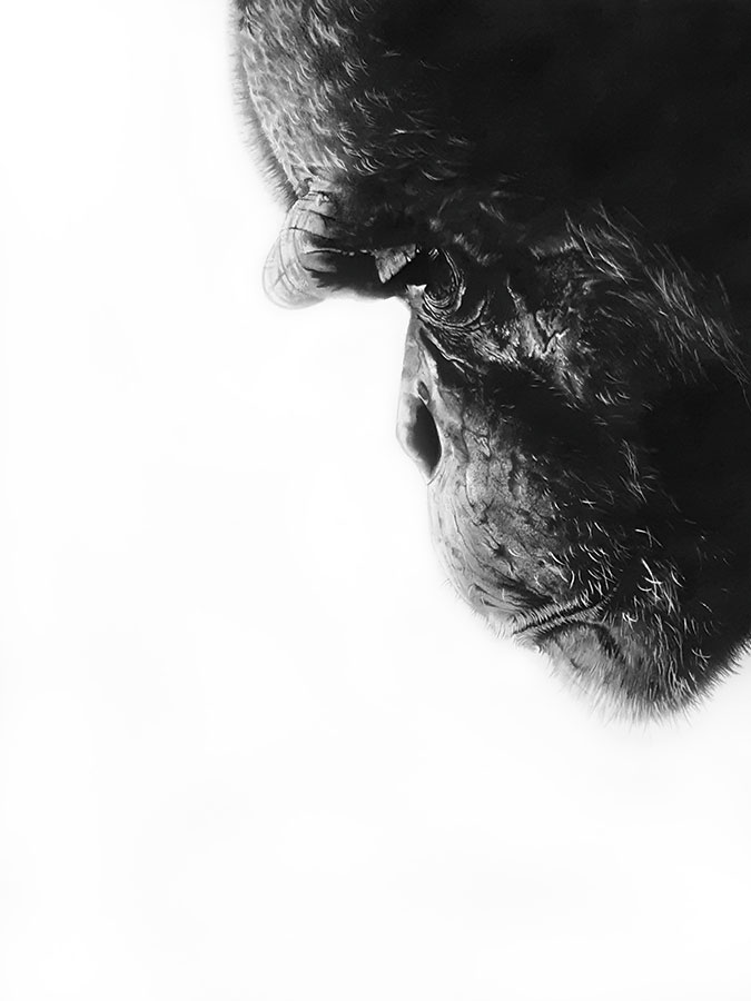 VOGEL 01-Regard-sur-le-monde-01-HD